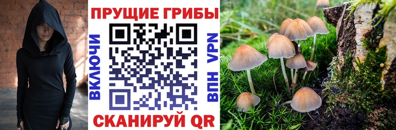 Галлюциногенные грибы Psilocybine cubensis  Северская 